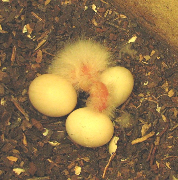 Eastern Rosella chick