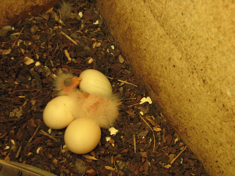 eastern rosella chick